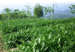 安溪铁观音产地 哪里的铁观音茶叶最好