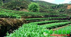 高山铁观音茶质量好吗