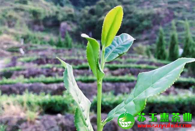 铁观音茶简单实用的存储方法